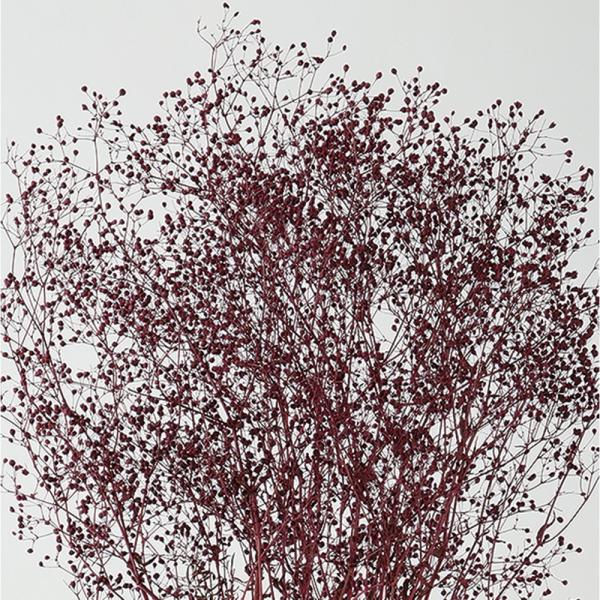 【商品番号：049-00154】/【VAR：8352】TOKA/75573/4940095755736/15px-007/bk-0025/18hwdp2/bk-1109/bk-3005/bk-4006プリザーブドフラワー花材 カスミ草