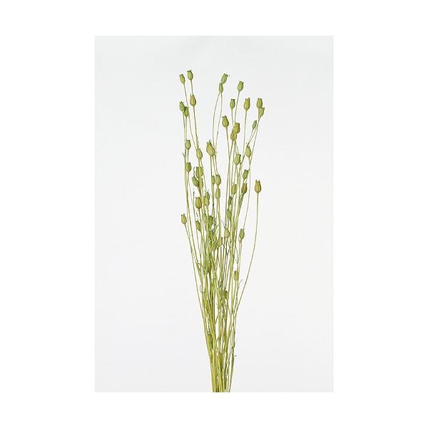 【商品番号：049-00177】/【VAR：8334】4940095730016/TOKA/73735/4940095737350/P17yes-009/psum-004ドライフラワー花材 その他ドライフラワー