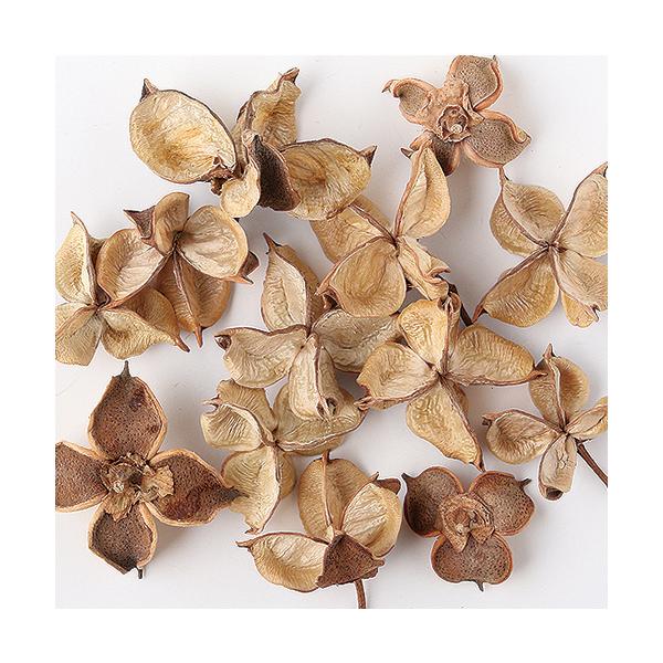 【商品番号：049-00423】/【VAR：8378】0/mxmas_sokuドライ実物＆フルーツ 木の実