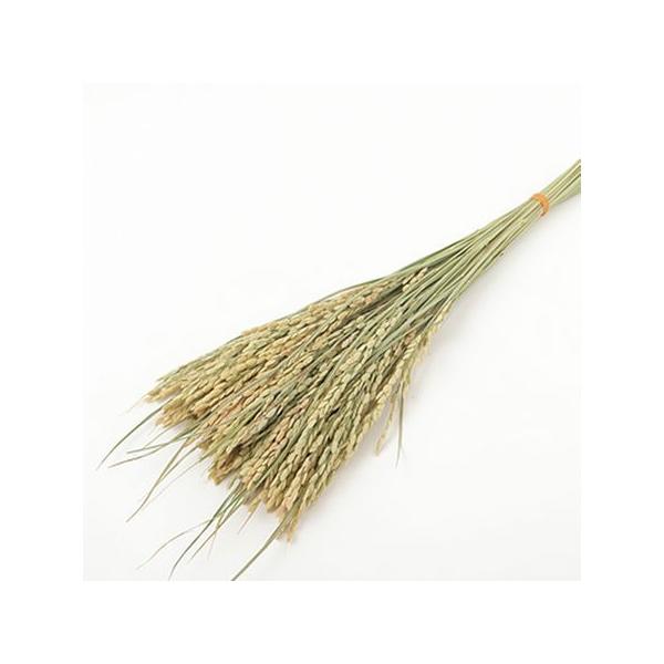 【商品番号：049-00491】/【VAR：50793】0/drypuri2015_004/15pny-100/bk-2004/イナホドライ穂物 イネ(稲)