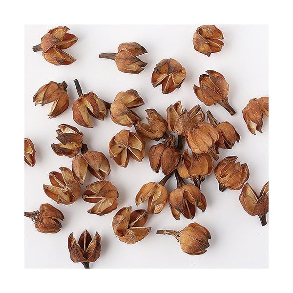 【商品番号：049-03381】/【VAR：】4940095662317/20180613newドライ実物＆フルーツ 木の実