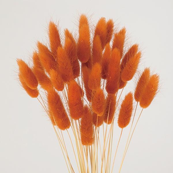 【商品番号：049-03444】/【VAR：8255】4940095757051/20180627new/fuwa2020/bk-2108/bk-3016ドライフラワー花材 ラグラス