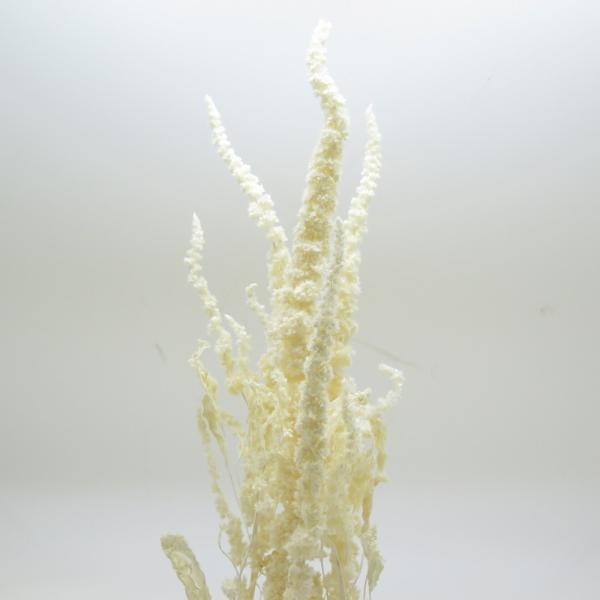 【商品番号：049-03801】/【VAR：65562】20201203newドライフラワー花材 その他ドライフラワー【東花】