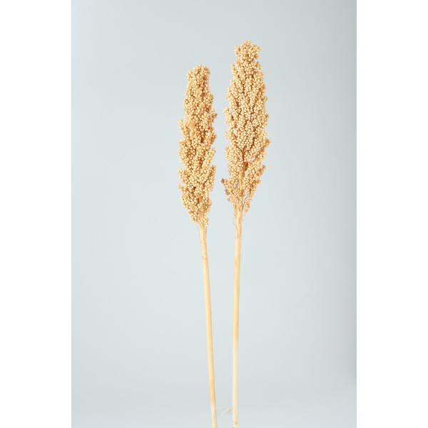 【商品番号：049-03967】/【VAR：67511】20220712new/color20230919ドライ実物＆フルーツ その他