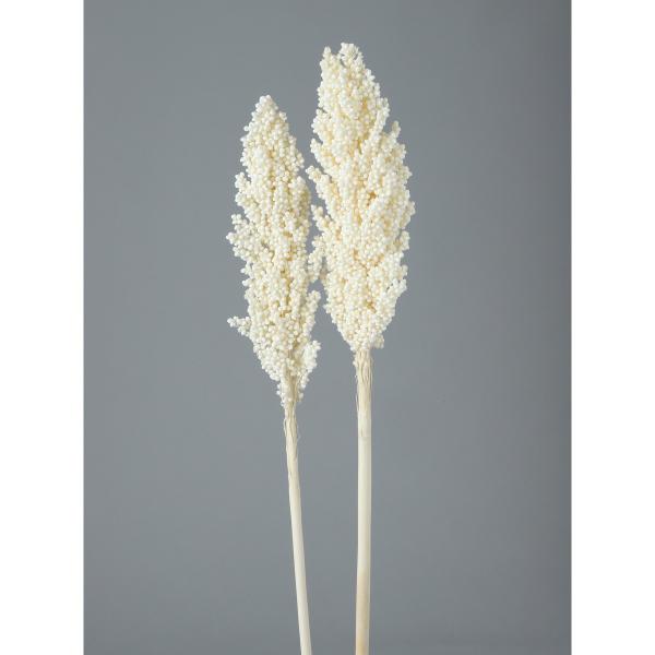 【商品番号：049-03971】/【VAR：67511】20220712newドライ実物＆フルーツ その他【GARDEN PALETTE MONO】