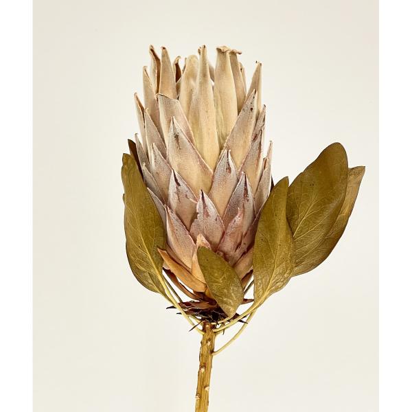 【商品番号：049-04006】/【VAR：69428】20230221new/bk-3011ドライワイルドフラワー プロテア【東花】