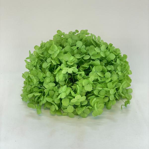 【商品番号：049-04051】/【VAR：8273】20230221new/bk-3004/bk-4004プリザーブドフラワー花材 アジサイ