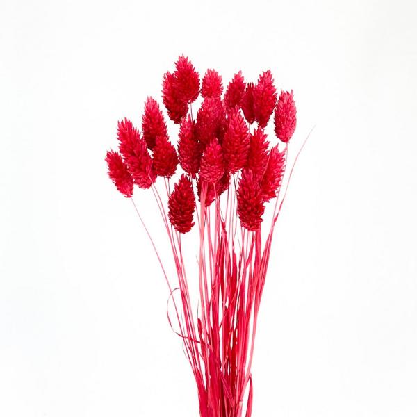 【商品番号：049-04158】/【VAR：8354】date20241008ドライフラワー花材 ポアプランツ