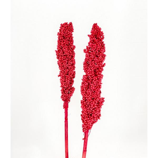 【商品番号：049-04161】/【VAR：67511】date20241008ドライ実物＆フルーツ その他