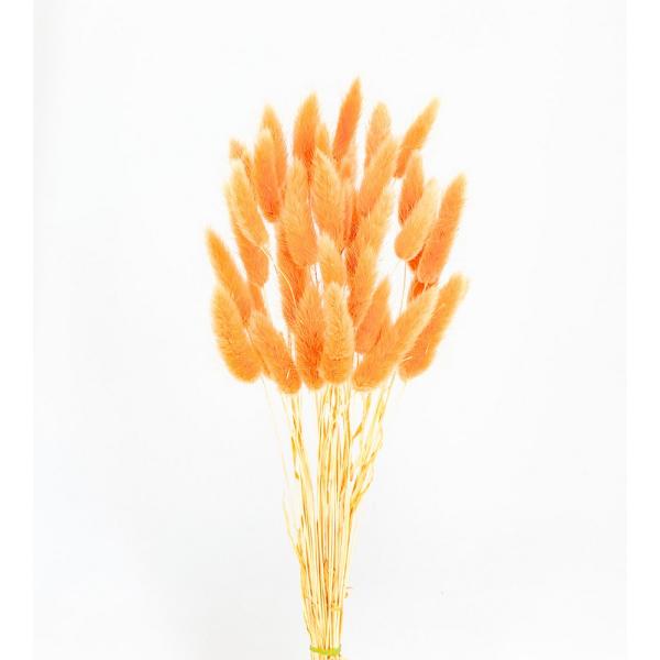 【商品番号：049-04164】/【VAR：8255】date20241008ドライフラワー花材 ラグラス