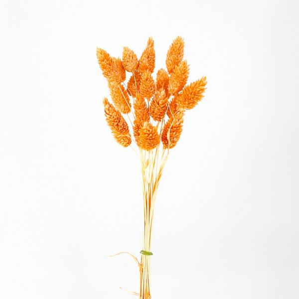 【商品番号：049-04165】/【VAR：8354】date20241008ドライフラワー花材 ポアプランツ