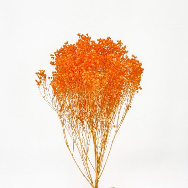 【商品番号：049-04167】/【VAR：50784】date20241008ドライフラワー花材 その他ドライフラワー