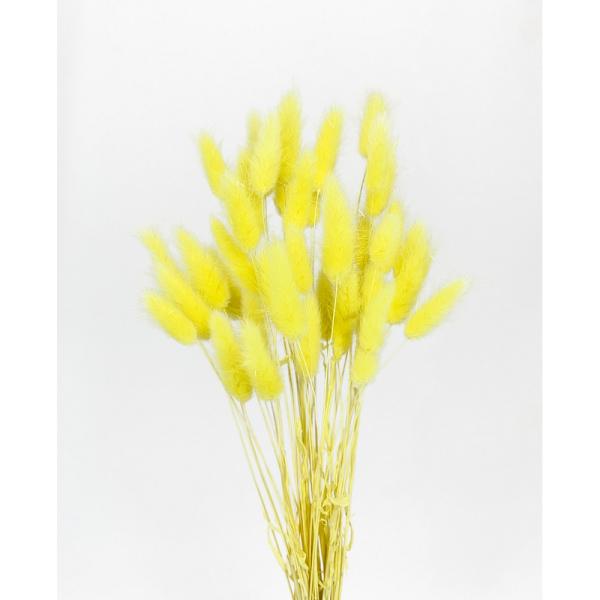 【商品番号：049-04170】/【VAR：8255】date20241008ドライフラワー花材 ラグラス