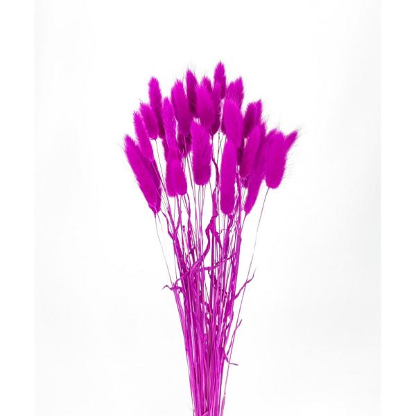 【商品番号：049-04187】/【VAR：8255】date20241008ドライフラワー花材 ラグラス