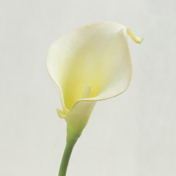 【商品番号：051-14342】/【VAR：2957】4511255383689/20150206new/biridal_kikaku-38/asum-005/bk-0038/201703satsuei/180115pu/bk-1038/b...