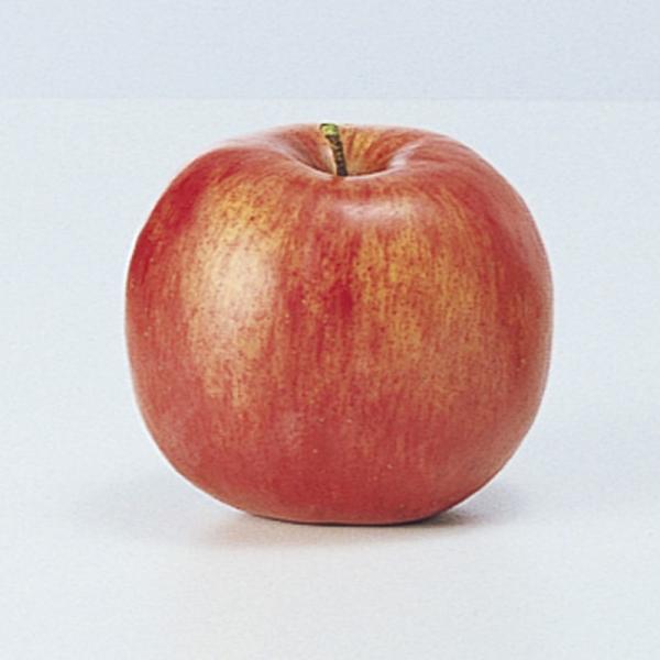  AXJ tWS bh A-20400-002 ԎAtFCNt[c Abv