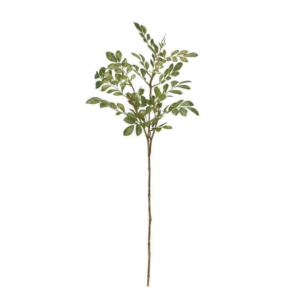 ���� �A�X�J �g�l���R �I���[�u A-74544-054 ���Ԏ}�� ���̑��̑��Ԏ}��