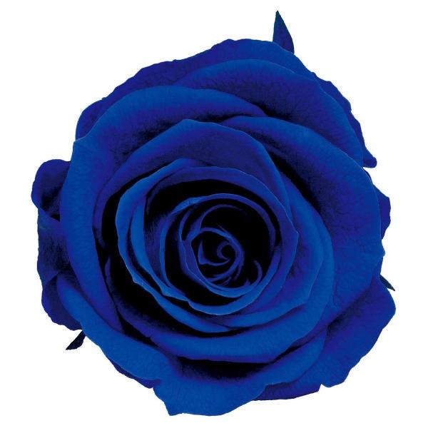 ������07 �v���U�[�u�h �A���[�� �f �t���[�� ���F�����C�� �A�C�l�X8 �T�t�@�C���u���[ PR630-70N �v���U�[�u�h�t�����[�ԍ� �o�� ���[�Y