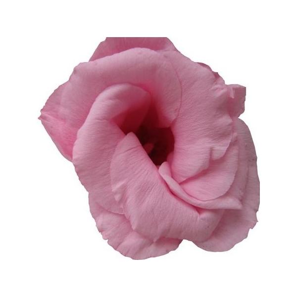 プリザーブドフラワー ピンクの人気商品 通販 価格比較 価格 Com