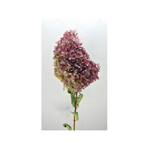 【商品番号：065-00017】/【VAR：48043】4544828171765/20170928newドライフラワー花材 あじさい（紫陽花）【コアトレーディング】