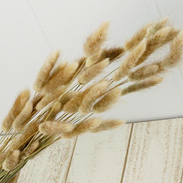 【商品番号：065-00073】/【VAR：】4544828171260/20170928new/fuwa2020/bk-2108/bk-3016ドライフラワー花材 ラグラス