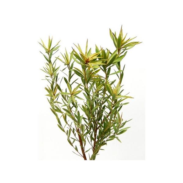 【商品番号：065-00128】/【VAR：】4544828177064/20170928new/bk-3009ドライ葉物 葉物【コアトレーディング】