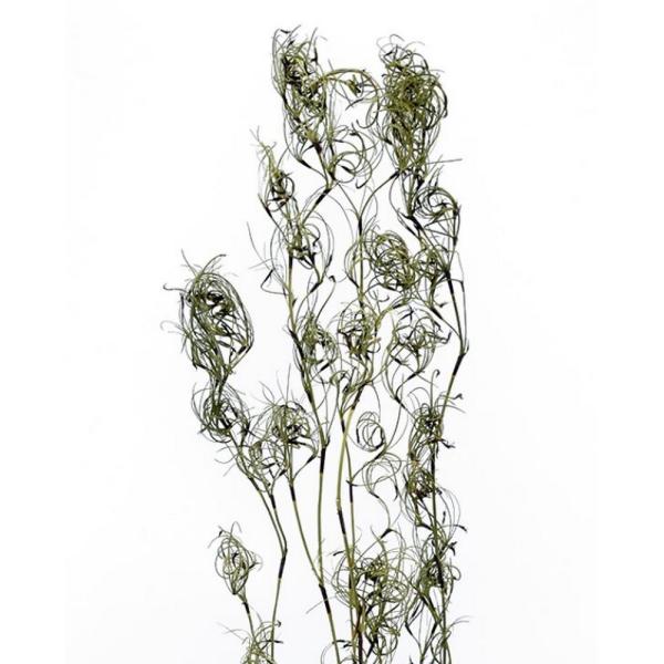 【商品番号：065-00131】/【VAR：】4544828177217/20170928new/bk-2026/bk-3009ドライ葉物 葉物