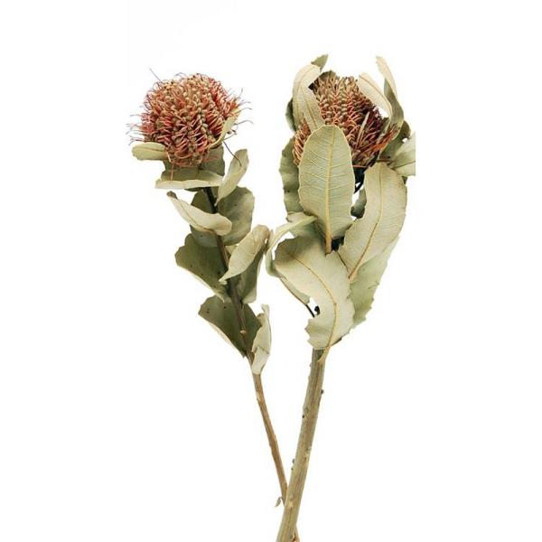 【商品番号：065-00137】/【VAR：】4544828140228/20170928new/bk-2003ドライワイルドフラワー その他ワイルドフラワー