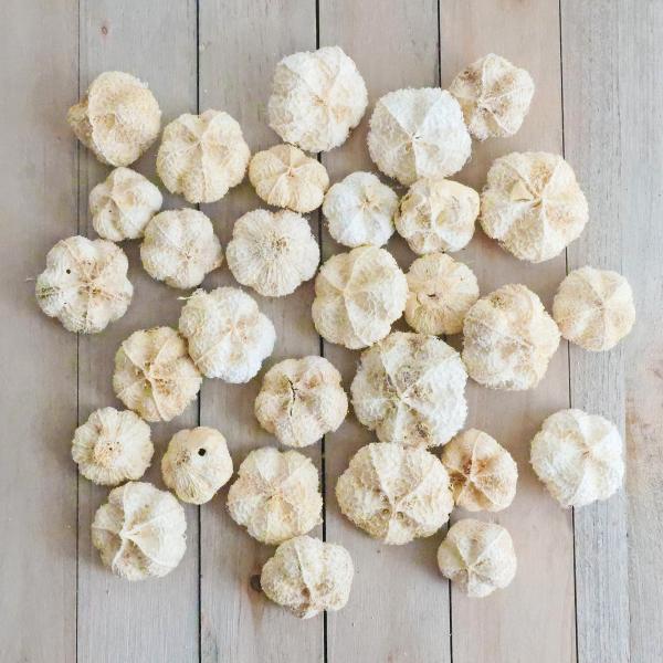 【商品番号：065-00154】/【VAR：】4544828302763/20170928newドライ実物＆フルーツ 木の実