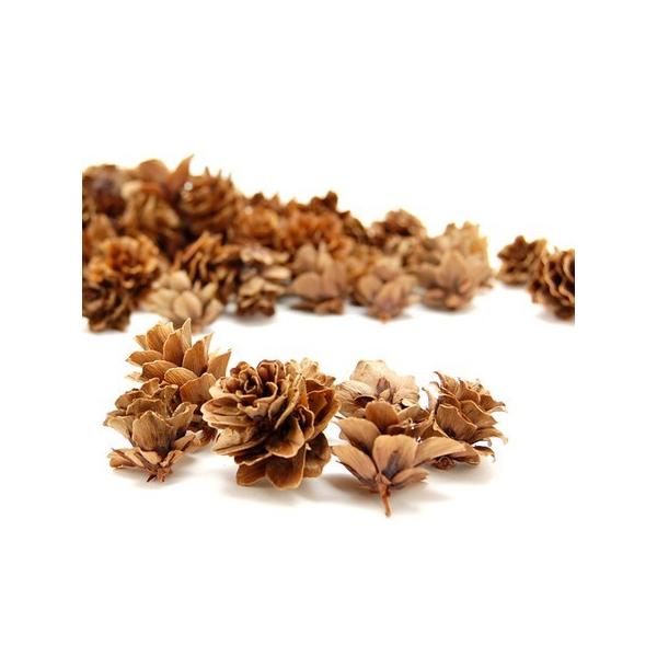 【商品番号：065-00263】/【VAR：】4544828300837/20170928newドライ実物＆フルーツ 松かさ、から松