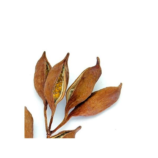 【商品番号：065-00317】/【VAR：81380】4544828302916/20170928new/bk-1045ドライ実物＆フルーツ 木の実