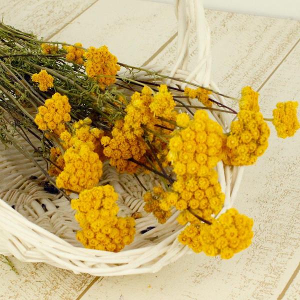 【商品番号：065-00616】/【VAR：】20171108new/bk-1108ドライフラワー花材 その他ドライフラワー