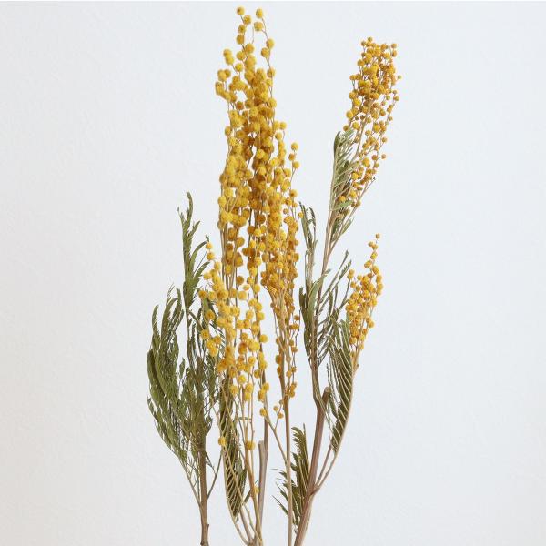 【商品番号：065-00685】/【VAR：61901】20200114new/bk-2108/bk-3016/mimosa38ドライフラワー花材 ミモザ