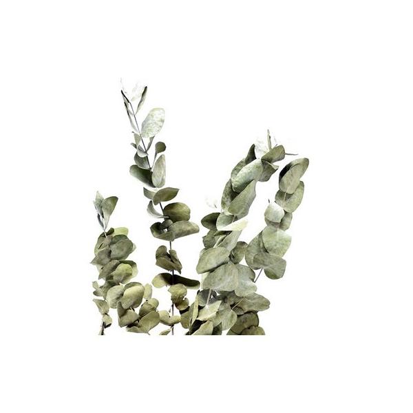 【商品番号：065-00799】/【VAR：】20210615new/bk-3009ドライ葉物 葉物