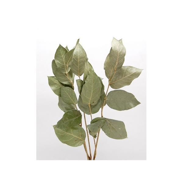 【商品番号：065-00804】/【VAR：】20210615new/bk-3009/bk-4007ドライ葉物 葉物【コアトレーディング】