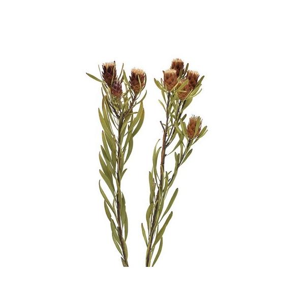 【商品番号：065-00856】/【VAR：】20220510new/bk-3011ドライワイルドフラワー その他ワイルドフラワー【コアトレーディング】