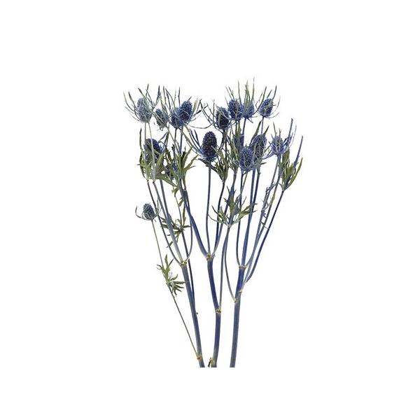 【商品番号：065-00964】/【VAR：】20220510newドライフラワー花材 アザミ・エリンジウム