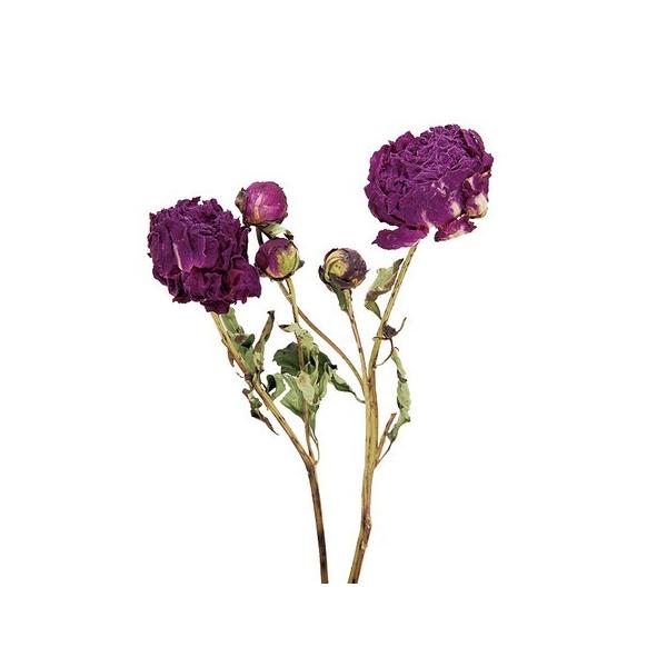 10 hC RAg[fBO sIj[ i`C 17172 hCt[ԍ VNN