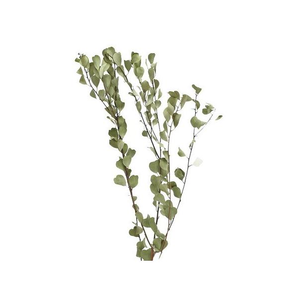 【商品番号：065-00982】/【VAR：】20220510new/bk-3009/HEARTドライ葉物 葉物【コアトレーディング】