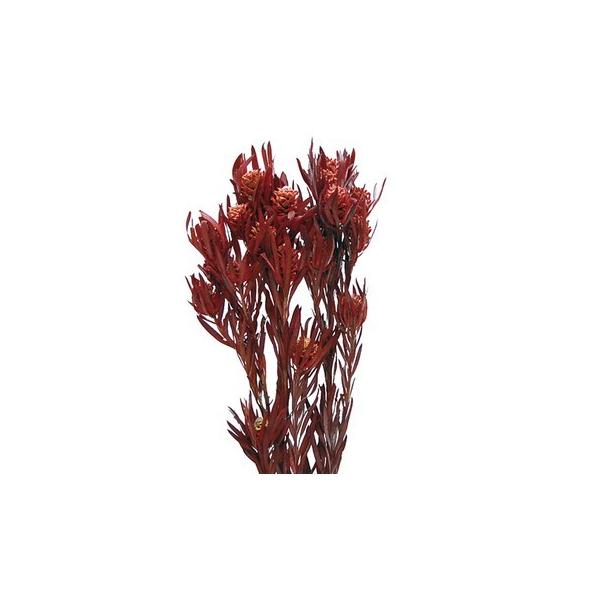 【商品番号：065-01045】/【VAR：】20220510new/bk-3009ドライ葉物 葉物【コアトレーディング】