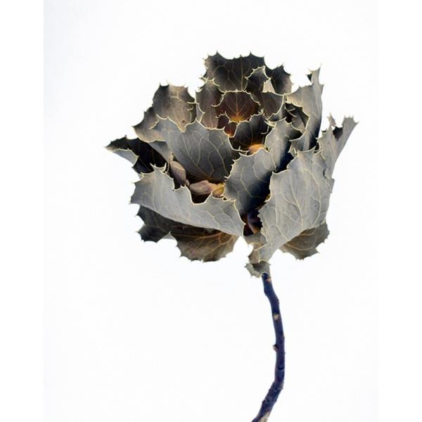 【商品番号：065-01094】/【VAR：】20220510newドライ葉物 その他【コアトレーディング】