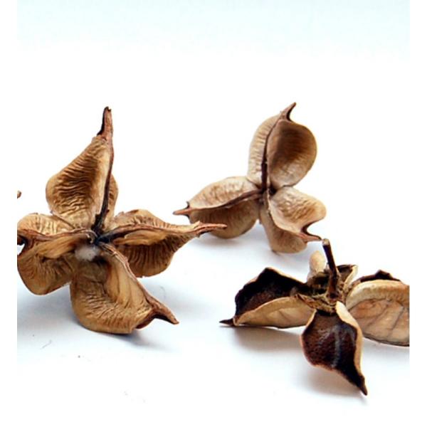 【商品番号：065-01128】/【VAR：67450】20220510newドライ実物＆フルーツ 木の実【コアトレーディング】