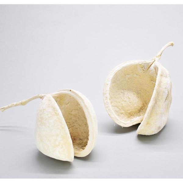 【商品番号：065-01259】/【VAR：67559】20221108newドライ実物＆フルーツ 木の実【コアトレーディング】