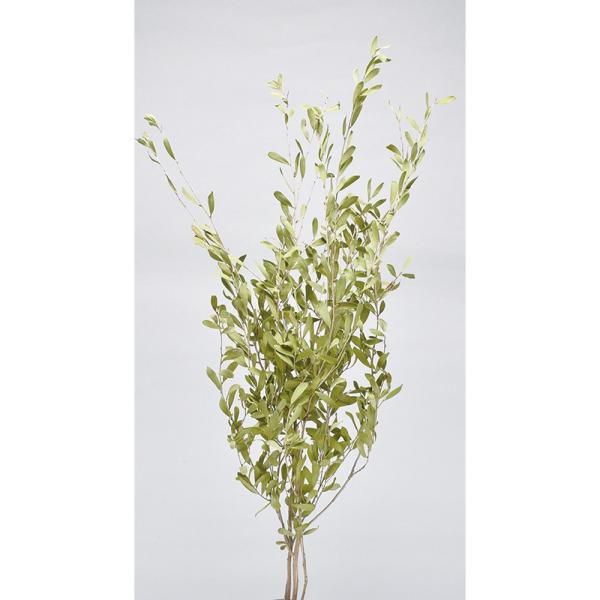 【商品番号：065-01270】/【VAR：】20221108new/bk-3009/bk-4007ドライ葉物 葉物【コアトレーディング】