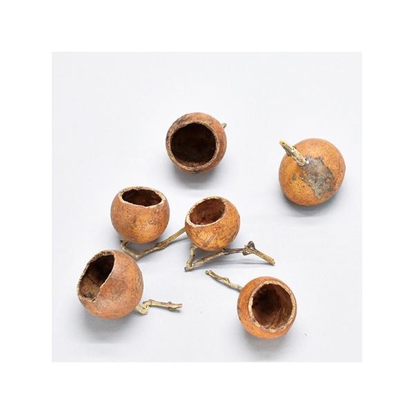 【商品番号：065-01272】/【VAR：67570】20221108newドライ実物＆フルーツ 木の実【コアトレーディング】