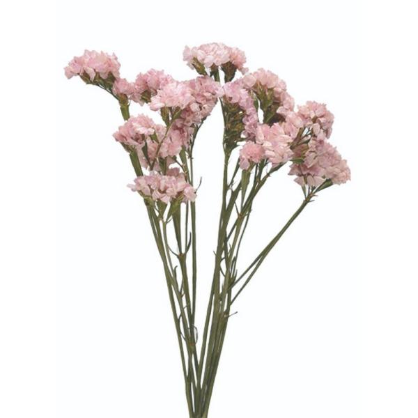 【商品番号：065-01376】/【VAR：48184】date20240909ドライフラワー花材 スターチス