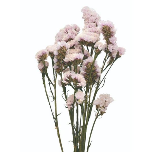 【商品番号：065-01379】/【販売単位】10束 ※表示価格は、この単位での金額となります/【VAR：48184】date20240909ドライフラワー花材 スターチス
