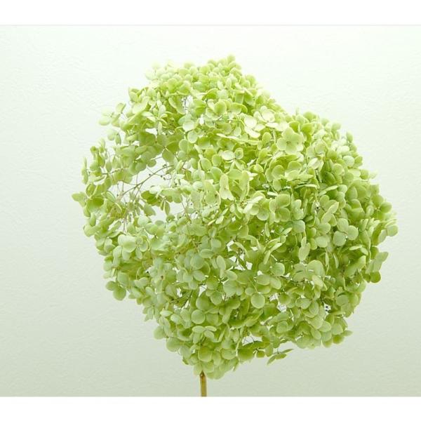 【商品番号：065-01508】/【VAR：48042】date20251103ドライフラワー花材 あじさい（紫陽花）【コアトレーディング】