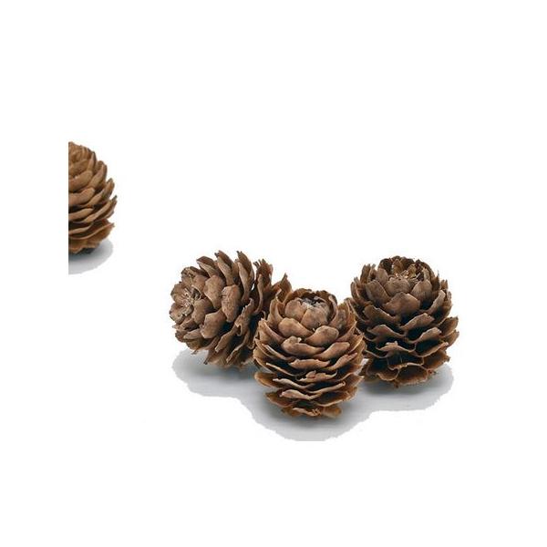 【商品番号：065-01542】/【VAR：】date20251103ドライ実物＆フルーツ 木の実【コアトレーディング】