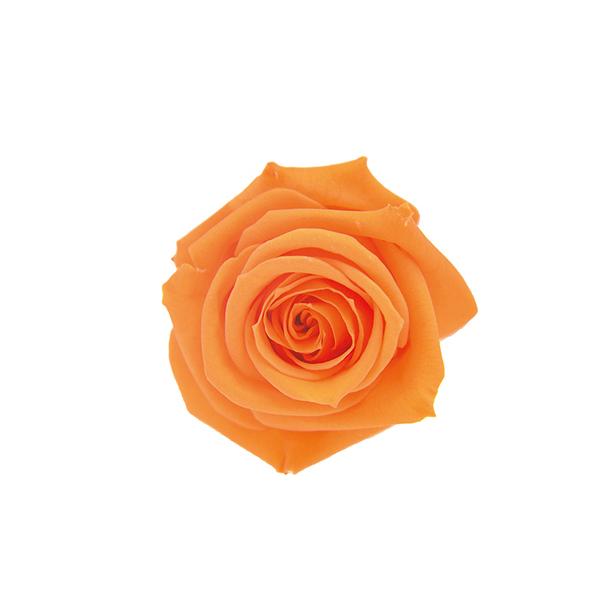 プリザーブドフラワー プリザーブドフラワー花材 セット」の人気商品